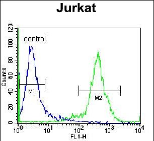 4 - ZNF648 Antibody (N-term) AP11416a