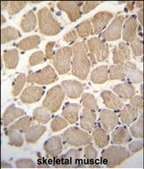 14 - GAS2L2 Antibody (C-term) AP11417b