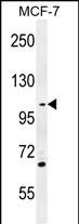 1 - GAS2L2 Antibody (C-term) AP11417b