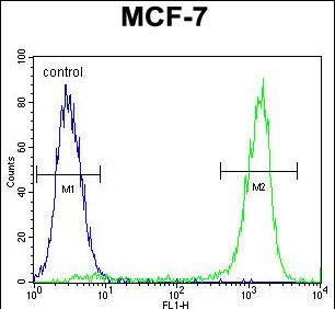 4 - ZNF829 Antibody (Center) AP11427c