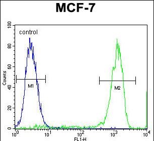 4 - TMEM132E Antibody (C-term) AP11487b