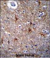 14 - PRR16 Antibody (C-term) AP11498b