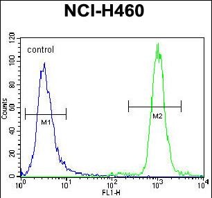 4 - ZNF28 Antibody (N-term) AP11536a