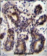 14 - NBPF8 Antibody (N-term) AP11589a