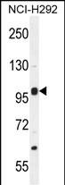 1 - NBPF8 Antibody (N-term) AP11589a
