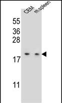 1 - LSM7 Antibody (C-term) AP11679b