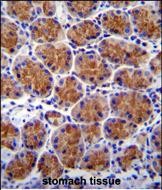 14 - TMEM120A Antibody (N-term) AP11729a