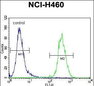 4 - SRD5A2L2 Antibody (C-term) AP11735b