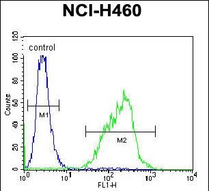 4 - C2orf57 Antibody (C-term) AP11749b