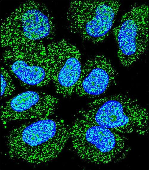 3 - C2orf57 Antibody (C-term) AP11749b