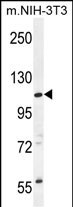 1 - CCDC158 Antibody (C-term) AP11806b