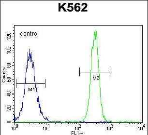 4 - eNos Antibody (S1177) AP11828a
