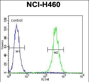 4 - LRRC38 Antibody (C-term) AP11899b