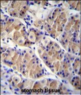 14 - LRRC38 Antibody (C-term) AP11899b