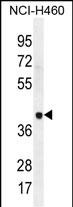 1 - LRRC38 Antibody (C-term) AP11899b
