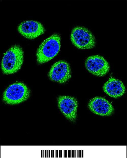 3 - GCLC Antibody (N-term) AP11943a