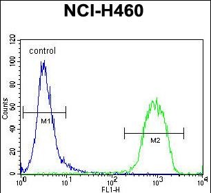 4 - RAD54 Antibody (C-term) AP11971b