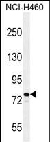 1 - RAD54 Antibody (C-term) AP11971b