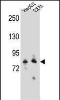 1 - FAM22E Antibody (C-term) AP12000b