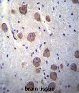 14 - RGS7 Antibody (C-term) AP12015b