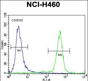 4 - PURB Antibody (C-term) AP12051B