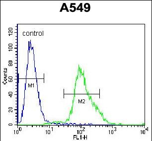 4 - FOXN1 Antibody (Center) AP12053C