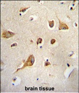 14 - Kif5C-2 Antibody AP12055a