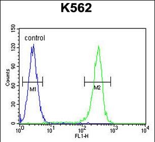 4 - WRN Antibody (Center T802) AP12078C