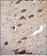 14 - RUSC2 Antibody (N-term) AP12095a