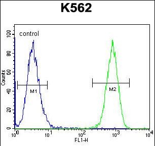 4 - TAF4B Antibody (C-term) AP12163B