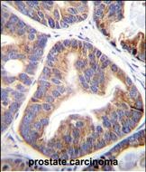 14 - FAM109A Antibody (N-term) AP12167a