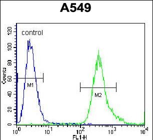 4 - SLC25A6 Antibody (Center) AP12188C