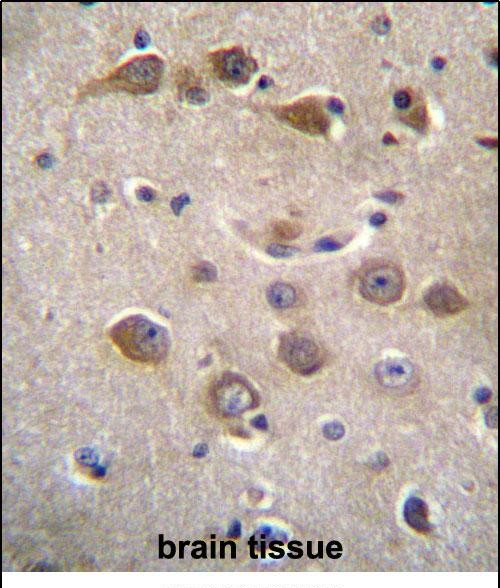 14 - RAB40AL Antibody (N-term) AP12011a