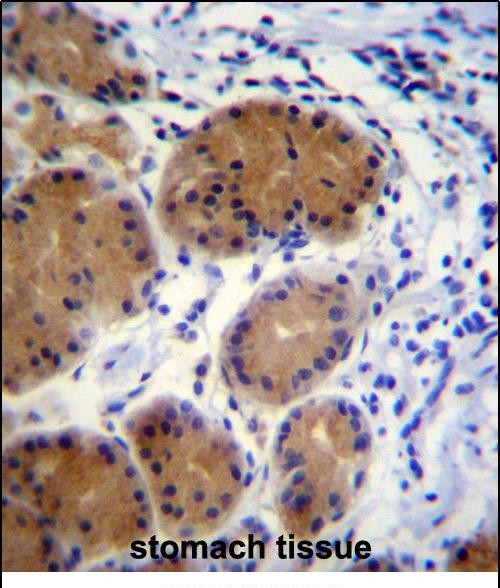 14 - MORN5 Antibody (C-term) AP12205b
