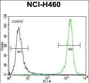 4 - PRAMEF8 Antibody (C-term) AP12211b