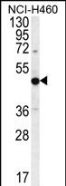 1 - PRAMEF8 Antibody (C-term) AP12211b
