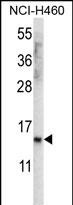 1 - UNQ3029 Antibody (Center) AP12221c