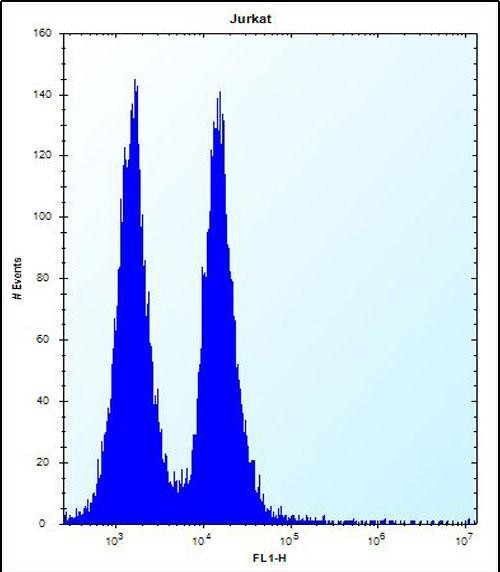 4 - MAFB Antibody (C-term) AP12233B