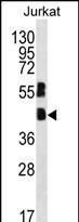 1 - MAFB Antibody (C-term) AP12233B