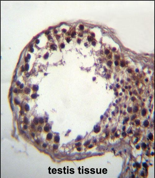 14 - DAZ3 Antibody (C-term) AP12305b