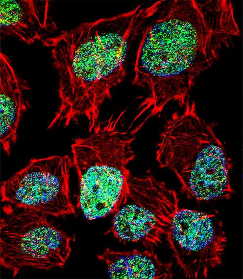 3 - FOXO6 Antibody (Center) AP12340C