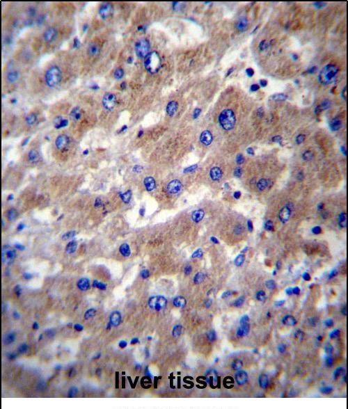 14 - SLMO2 Antibody (Center) AP12404c
