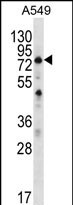 1 - SPATA7 Antibody (C-term) AP12419b