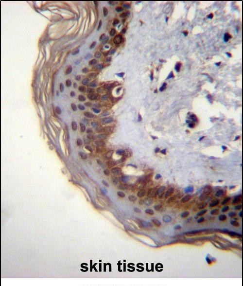 14 - RBM42 Antibody (C-term) AP12424b