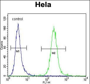 4 - POLR1B Antibody (N-term) AP12495a