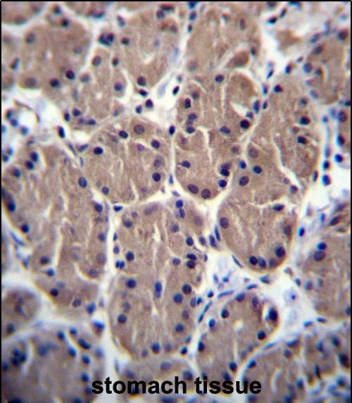 14 - POLR1B Antibody (N-term) AP12495a