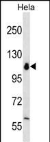 1 - POLR1B Antibody (N-term) AP12495a