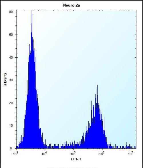4 - MAN2A2 Antibody (Center) AP12501c
