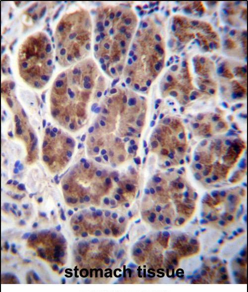 14 - MAN2A2 Antibody (Center) AP12501c