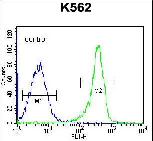 4 - LOC401387 Antibody (C-term) AP12533b
